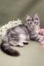 Gray tabby Maine Coon kitten with white flowers on its back, super cute and stylish