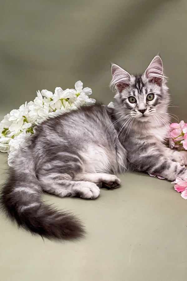 Gray tabby Maine Coon kitten with white flowers on its back, super cute and stylish