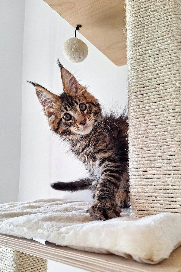 Fluffy Maine Coon kitten with ear tufts lounging on a cat tree