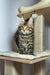 Tabby kitten chilling on a cat tree, perfect for your Maine Coon kitten adventures