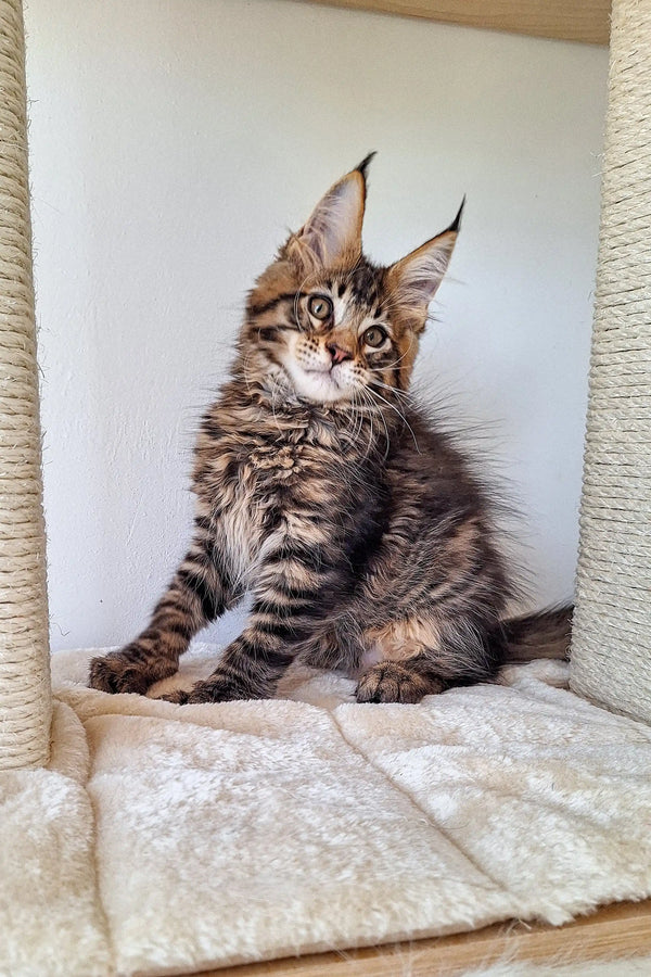 Ostin Maine Coon Kitten with cute ear tufts and striking tabby markings