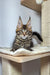 Cute Maine Coon kitten with ear tufts and an alert look, perfect for Ostin