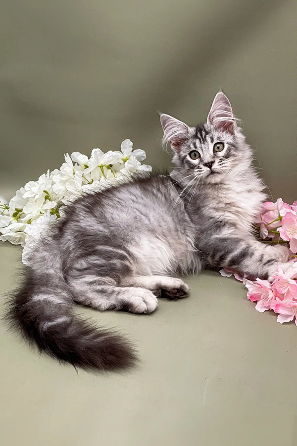 Gray tabby Maine Coon kitten posing with white and pink flowers for Ostin