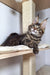 Maine Coon kitten lounging comfortably on a cat tree platform in Ostin product line