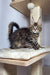 Tabby Maine Coon kitten chilling on a cat tree with a scratching post