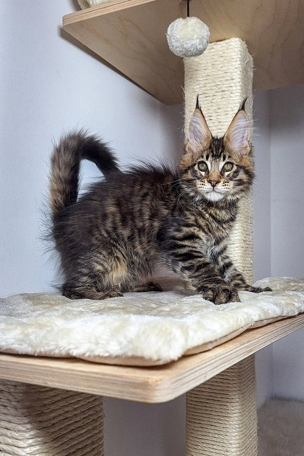 Tabby Maine Coon kitten chilling on a cat tree with a scratching post