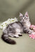 Gray Tabby Maine Coon Kitten with fluffy tail among white and pink flowers