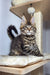 Maine Coon kitten relaxing on a cozy cat tree from Ostin Maine Coon Kitten collection