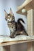 Maine Coon kitten with fluffy tail and ear tufts on a cat tree, perfect for Ostin