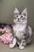 Silver tabby Maine Coon kitten beside pretty pink flowers, perfect for pet lovers