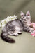 Gray tabby Maine Coon kitten with a crown of white flowers, super cute and playful