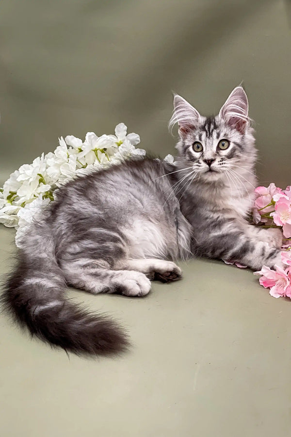 Gray tabby Maine Coon kitten with a crown of white flowers, super cute and playful
