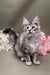 Gray and white Maine Coon kitten with cute ear tufts from Ostin Maine Coon Kitten