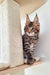 Maine Coon kitten with cute ear tufts peeking from behind a scratching post