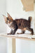 Striped tabby Maine Coon kitten exploring a cat tree platform, cute and playful