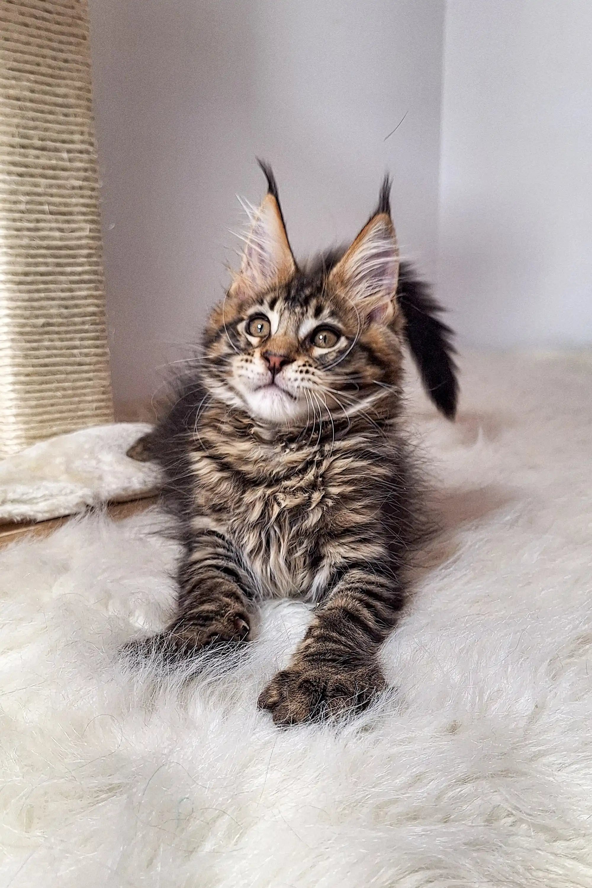 Maine Coon Kittens for Sale Ostin | Kitten