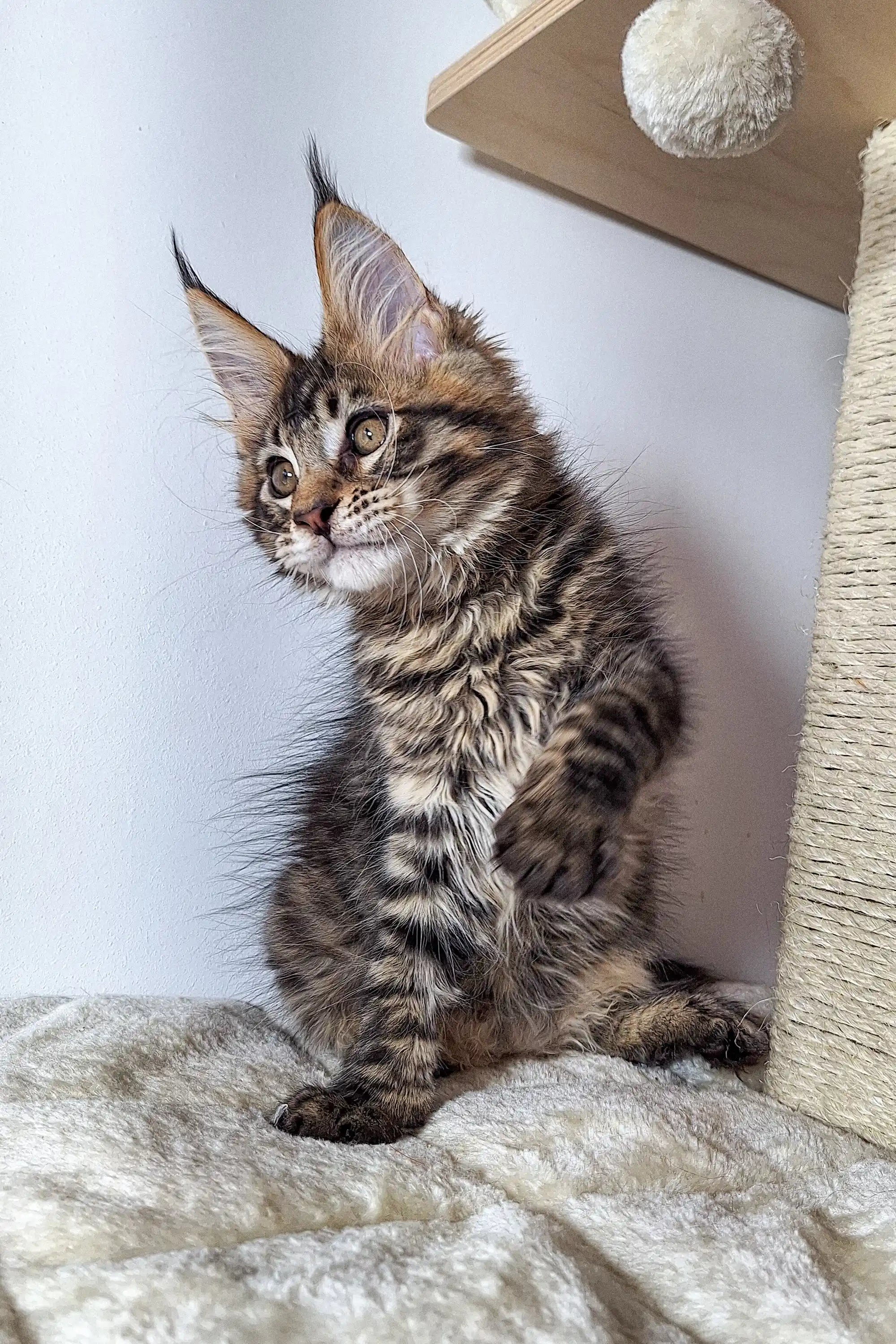 Maine Coon Kittens for Sale Ostin | Kitten