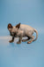 Enchanting male Canadian Sphynx kitten with wrinkled skin and large ears