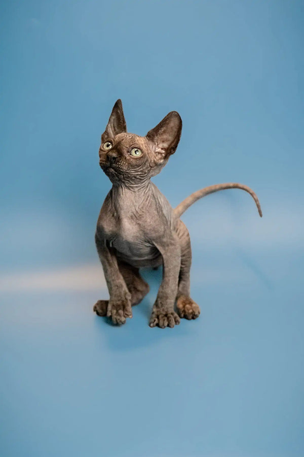 Hairless Sphynx kitten with big ears and wrinkles, a black solid enchanting male Canadian