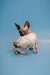 Enchanting male Canadian Sphynx kitten in a playful twisted pose, black solid coat