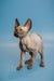 Enchanting male Canadian Sphynx kitten with wrinkled skin and big ears