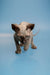 Ostin Sphynx Kitten, enchanting male Canadian, showing off its black solid skin and ears