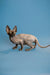 Hairless Sphynx kitten with large ears and wrinkled skin, enchanting male Canadian