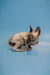 Alert Hairless Sphynx kitten with large ears in black solid, perfect enchanting male Canadian