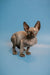 Cute Hairless Sphynx kitten with big ears, black solid fur, and enchanting features