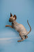 Playful Hairless Sphynx kitten standing on hind legs, showcasing its enchanting personality