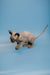 Enchanting male Canadian Sphynx kitten with wrinkled skin and large ears in a cute pose
