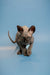 Ostin Sphynx Kitten, enchanting male Canadian with wrinkled black solid skin and big ears