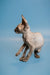 Enchanting male Canadian Sphynx kitten with black solid skin and big ears