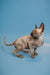 Ostin Sphynx Kitten, an enchanting male Canadian with black solid, wrinkled skin and big ears