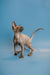 Hairless Sphynx kitten with wrinkled skin and big ears, enchanting male Canadian beauty
