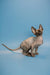 Hairless Sphynx kitten with large ears, enchanting male Canadian beauty in black solid
