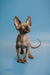 Hairless Sphynx kitten with big ears and wrinkles, enchanting male Canadian beauty