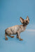 Adorable Hairless Sphynx Kitten with wrinkled skin and big ears, enchanting male Canadian