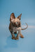 Ostin the enchanting male Canadian Sphynx kitten with wrinkled skin and large ears