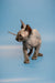 Enchanting male Canadian Sphynx kitten with wrinkled skin and big ears