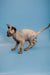 Ostin Sphynx Kitten, enchanting male Canadian with wrinkled skin and big ears