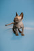 Adorable Hairless Sphynx Kitten with large ears and wrinkled skin, an enchanting male Canadian