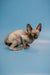 Adorable Hairless Sphynx Kitten with large ears and wrinkled skin from Ostin