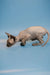Hairless Sphynx kitten in crouching pose, showcasing enchanting male Canadian charm