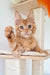 Orange tabby Maine Coon kitten sitting on a cat tree with one paw raised