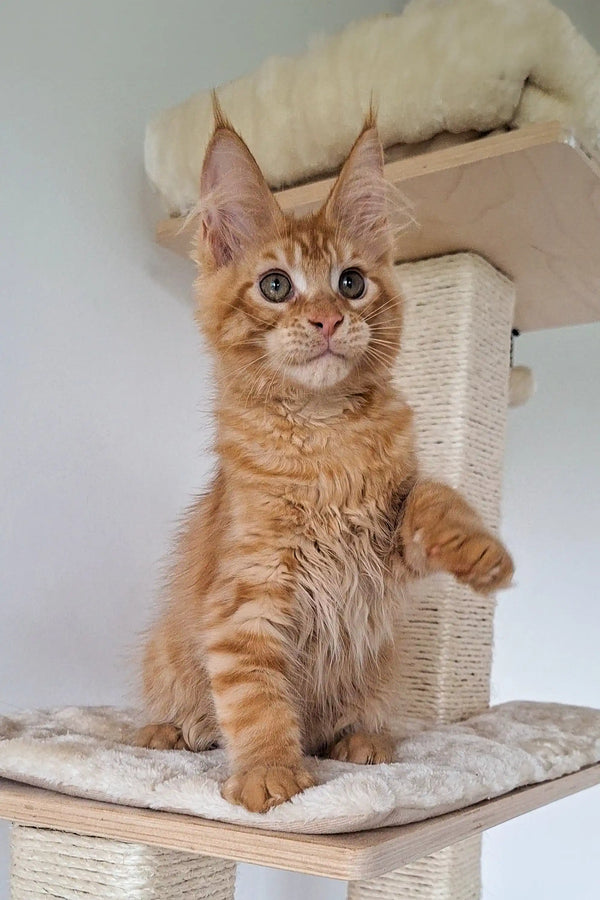 Orange tabby Maine Coon kitten sitting upright on a cat tree platform