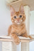 Orange tabby Maine Coon kitten with big ears and bright blue eyes named Oswald