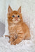 Adorable orange tabby Maine Coon kitten sitting on fluffy white surface