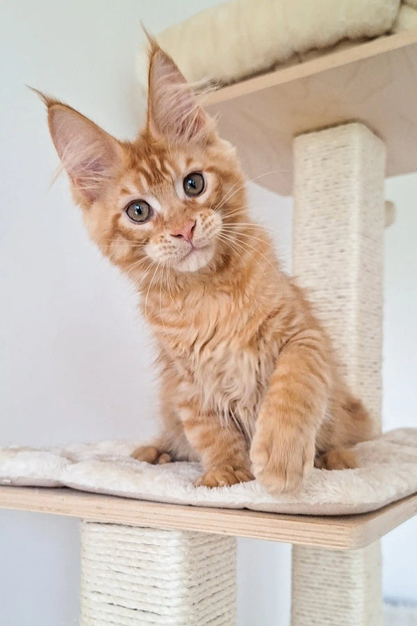 Orange tabby Maine Coon kitten with big ears and bright eyes on a cat tree platform