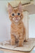 Adorable Orange Tabby Maine Coon Kitten with Large Ears and Wide Eyes, Oswald